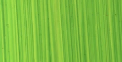 Farba olejna - Michael Harding - 116, Bright Green Lake, 40 ml