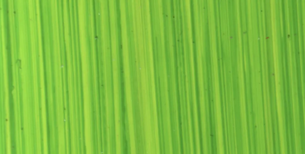 Farba olejna - Michael Harding - 116, Bright Green Lake, 40 ml