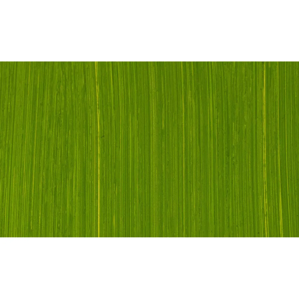 Farba olejna - Michael Harding - 412, Cadmium Green, 40 ml