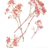 Gałązki gipsówki - DpCraft - light pink 15-20 cm 4 szt.
