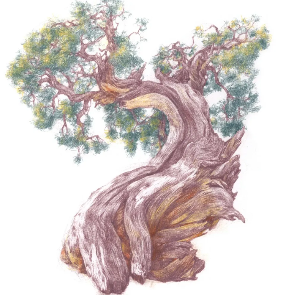 Kredka Drawing - Derwent - 2200 Soft Violet