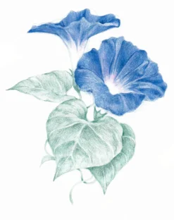 Kredka Drawing - Derwent - 3615 Solway Blue