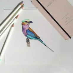 Kredka ołówkowa Irojiten - Tombow - D19, Teal Blue